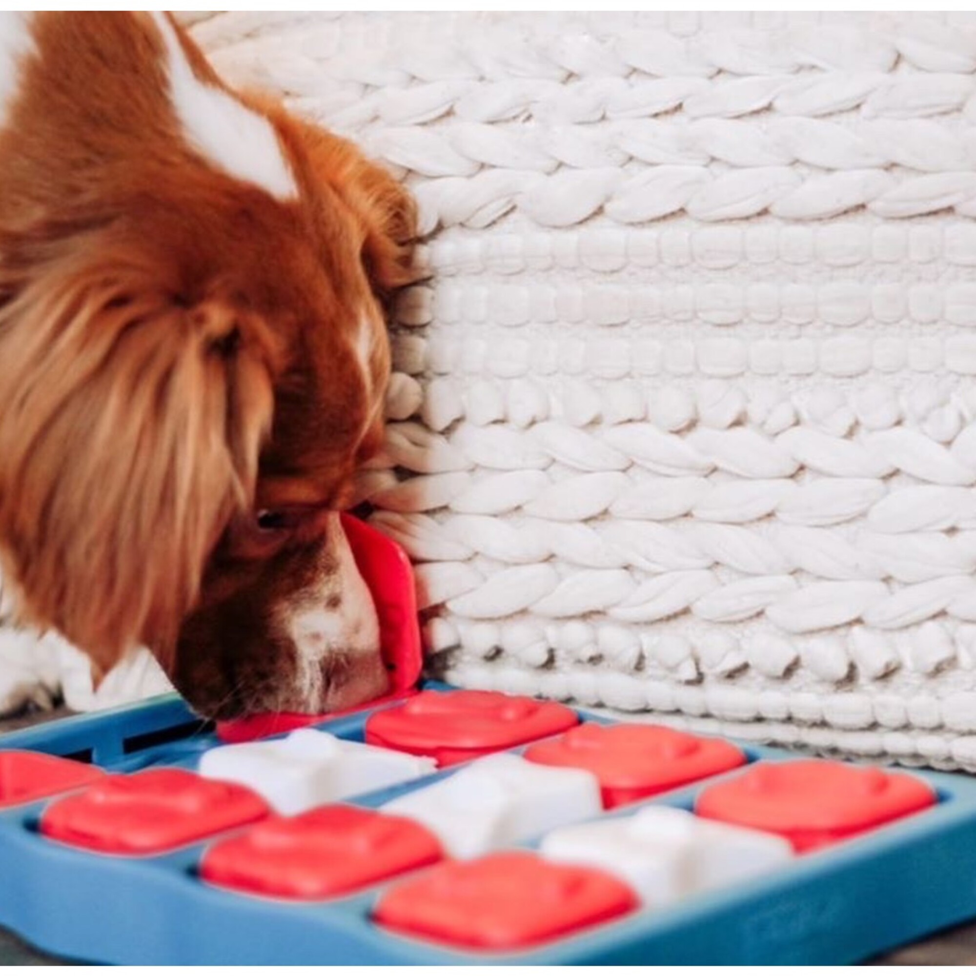 狗狗操作 Nina Ottosson Dog Brick Level 2 益智玩具