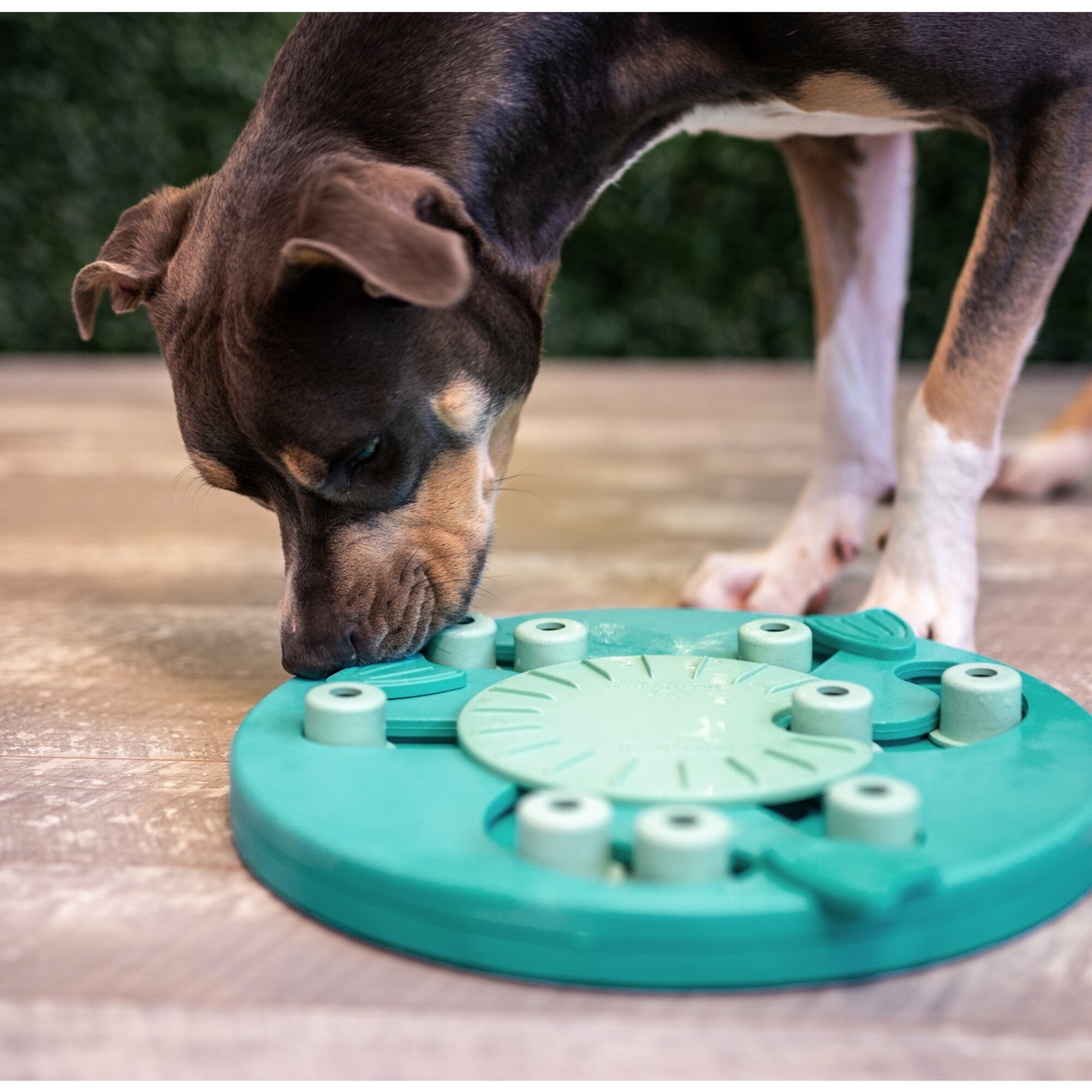 狗狗近距離嗅聞 Nina Ottosson Dog Worker Green Level 3 益智玩具