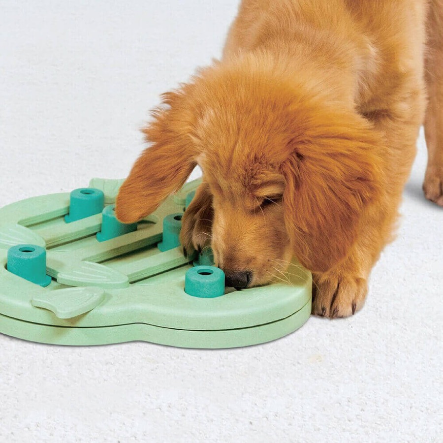 狗狗貼鼻找食互動