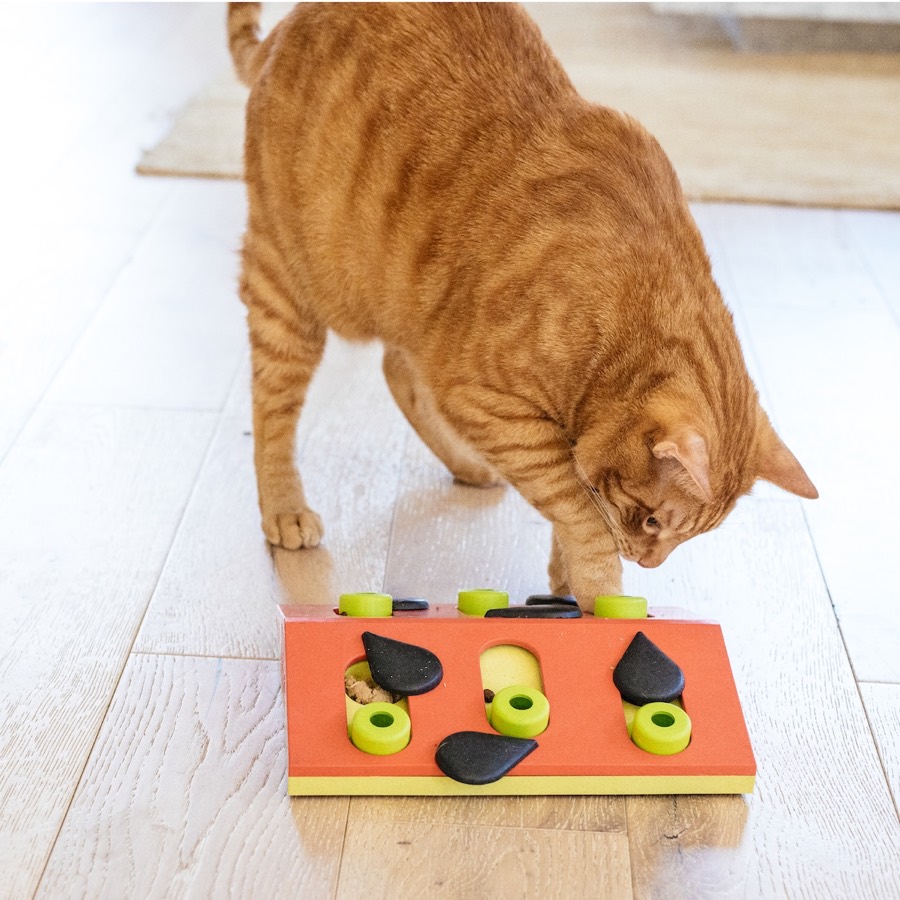 貓咪使用趣味貓西瓜果盤