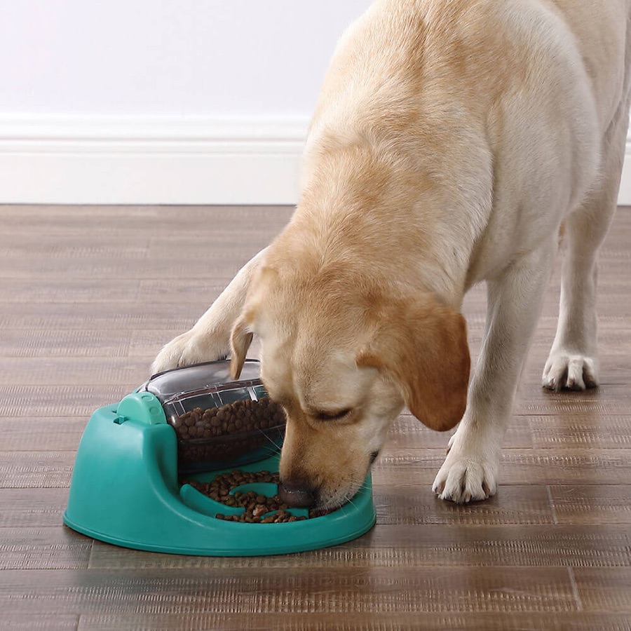 狗狗從慢食槽找食
