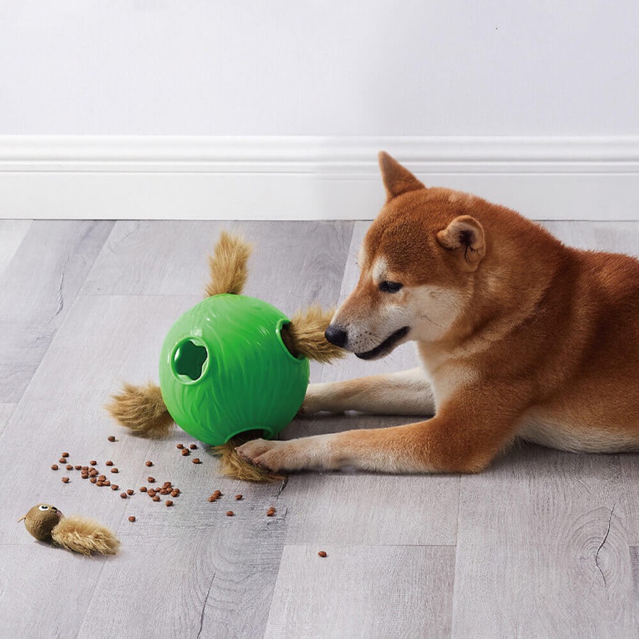 狗狗嗅聞旋風狗藏寶栗鼠找食