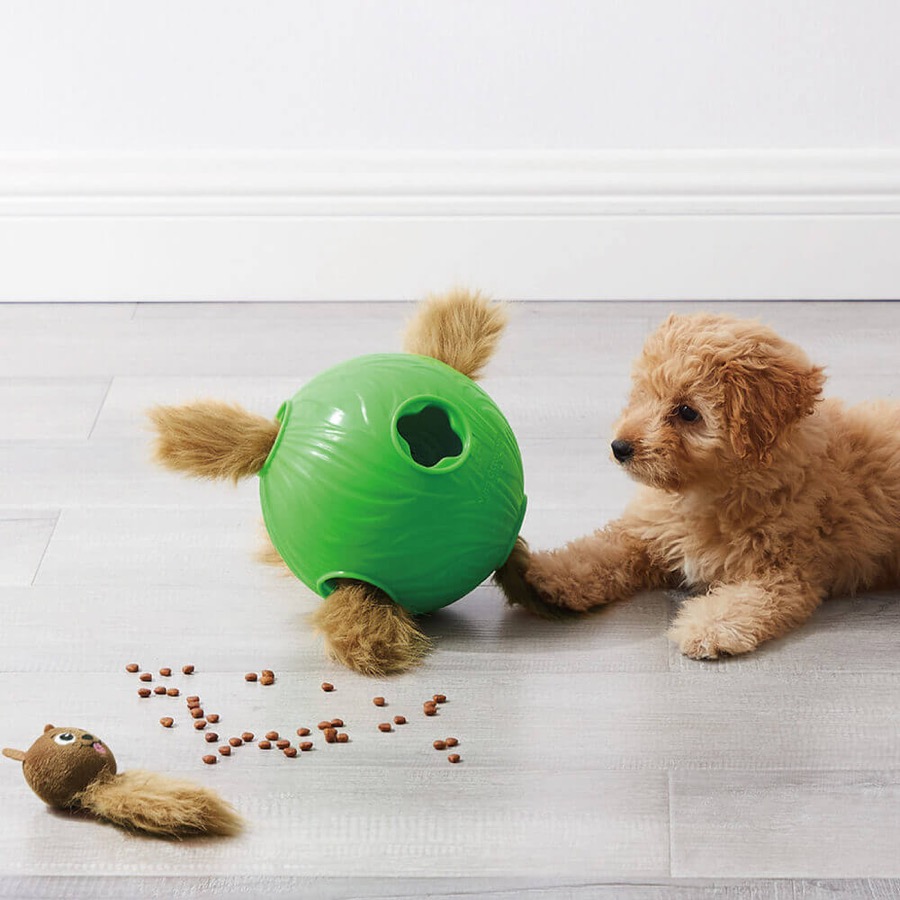小型犬觀察旋風狗藏寶栗鼠